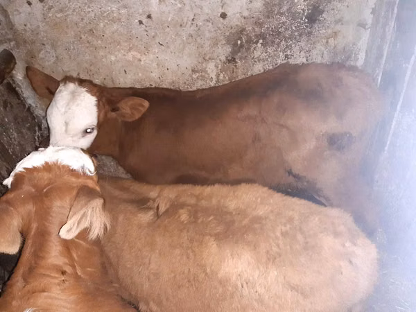 ثور, Simmental cattle