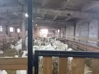 Cabra, Toggenburg goat — foto 3