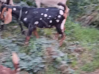 Ziegenbock, Nubian Goat — Foto 5
