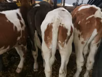 Toro, Simmental cattle — foto 4