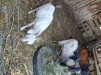 山羊（批次，未指定性别）, Goats — 照片 1