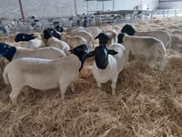 मेढ़ा, Dorper sheep — फ़ोटो 1