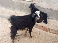山羊（批次，未指定性别）, Angora goats — 照片 1
