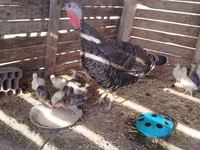 Turkeys — photo 1
