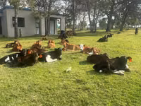 Bovinos (lote, sexo no especificado), Simmental cattle — foto 7