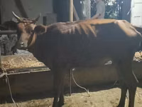 Cow, Cattle — photo 2