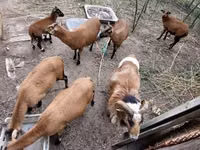 كبش, Cameroon sheep — الصورة 5