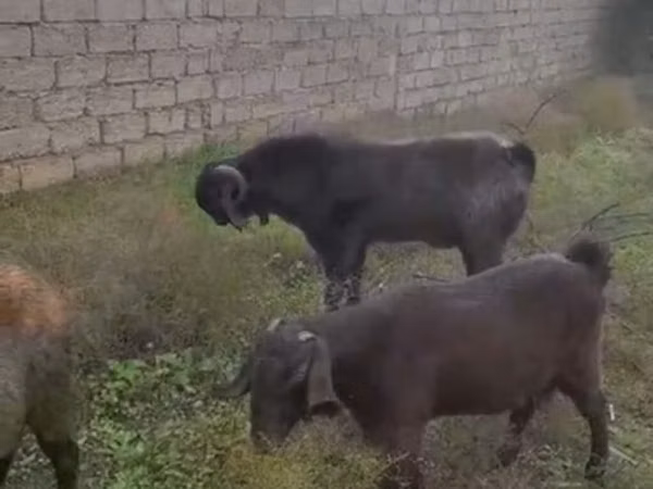 母山羊, Goats