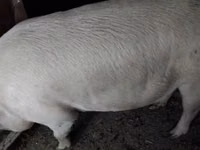 Boar, Pigs — photo 1