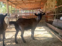 母山羊, Czech Brown Shorthaired goats — 照片 2