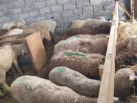 भेड़, Beulah Speckled face sheep — फ़ोटो 8