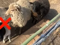 母羊, Sheep — 照片 1