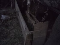 Кормушка для сельскохозяйственных животных (овцы, козы, телята) - — Foto 2