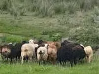 Ram, Gorkov sheep — photo 4
