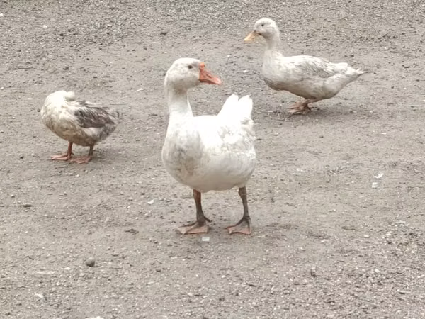 Geese