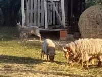 भेड़, Racka sheep — फ़ोटो 2