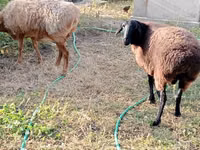 نعجة, Kazakh fat-tailed coarsewool sheep — الصورة 2