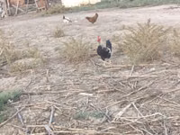Куры — фото 6