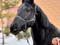 Mare, Akhal-Teke — photo 1