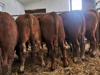 Ng'ombe dume, Ng'ombe wa Limousin — picha 1