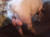 Boar — photo 1