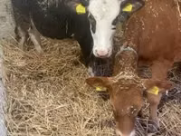Vaca, Raza Holstein — foto 1