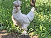 Chickens — 照片 1
