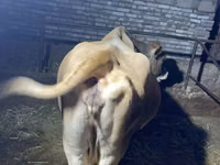 Lo’, Simmental cattle — sawirka 4