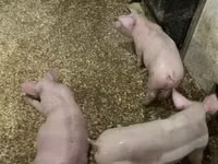 Pigs (batch, sex not specified) — photo 2