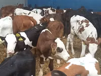 Toro, Simmental cattle — foto 1
