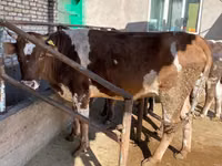 Cow, Simmental cattle — photo 3