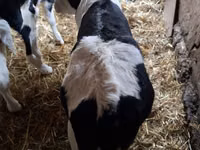 Ng'ombe dume, Russian Black pied cattle — picha 4