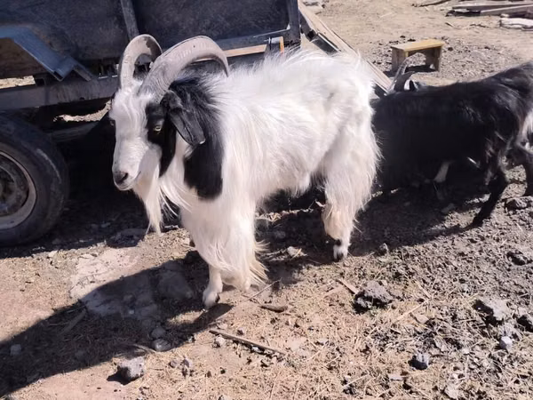 Goat, Angora goats