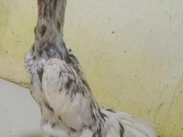 Chickens