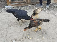 Chickens — फ़ोटो 1
