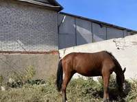 Hengst, Anglo-Arabian — Foto 1