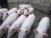 Pigs (batch, sex not specified), Pigs — photo 1
