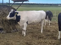 Cow, Holstein breed — photo 4