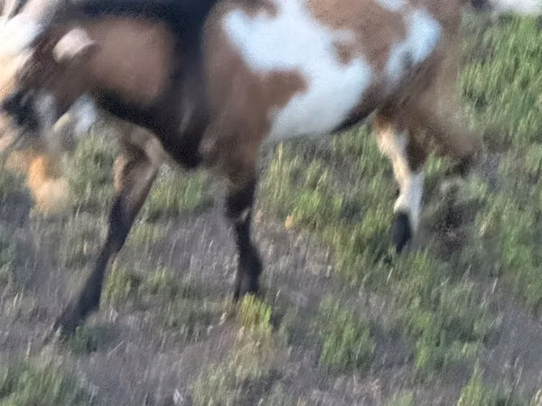 Козёл, Козлы