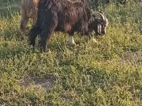 बकरा, बकरियाँ — फ़ोटो 2