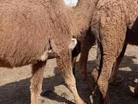 骆驼（批次，未指定性别）, Kazakh Bactrian camel — 照片 2