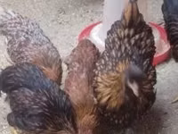 Chickens — picha 1