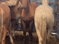 公马, New Altai Horse — 照片 3