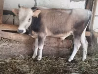 Toro, Ganado vacuno — foto 1