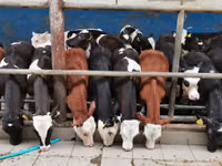 Bull, Simmental cattle — photo 2