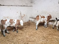Ng'ombe (kikundi, jinsia haijatajwa), Simmental cattle — picha 2