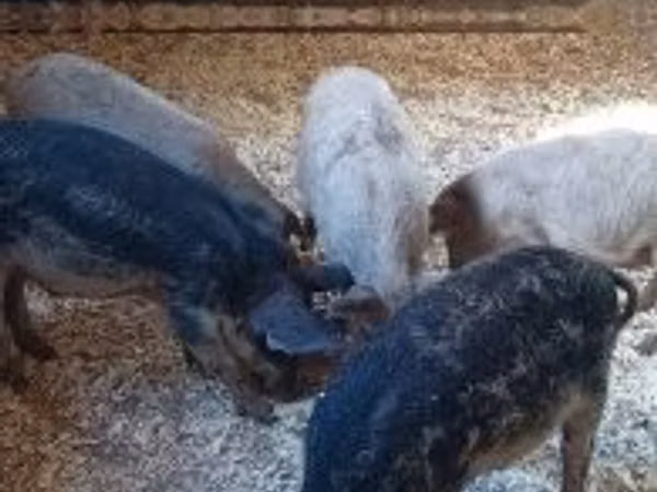 Boar, 