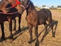 حصان, Percheron — الصورة 6
