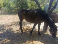 घोड़ी, Kyrgyz Horse — फ़ोटो 1
