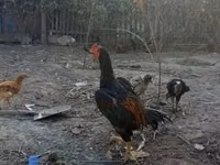 Chickens — 照片 1